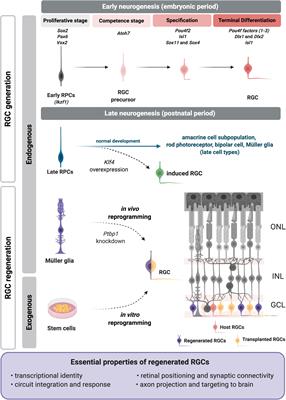 On the Generation and Regeneration of Retinal Ganglion Cells